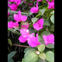 Bougainvillee - Bougainvillea spectabilis (fam Nyctaginacees) (01)